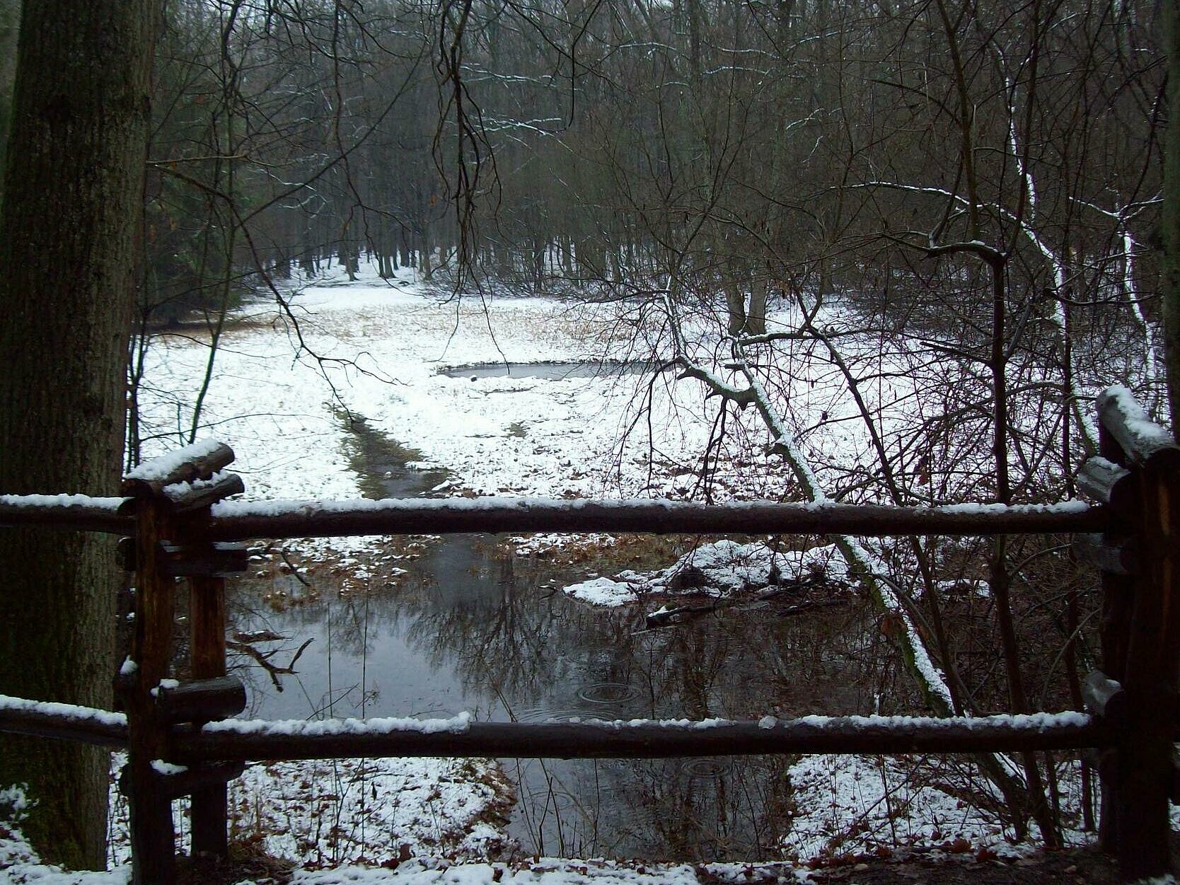 Zimowy krajobraz lasu Łagiewnickiego , J. Molenda